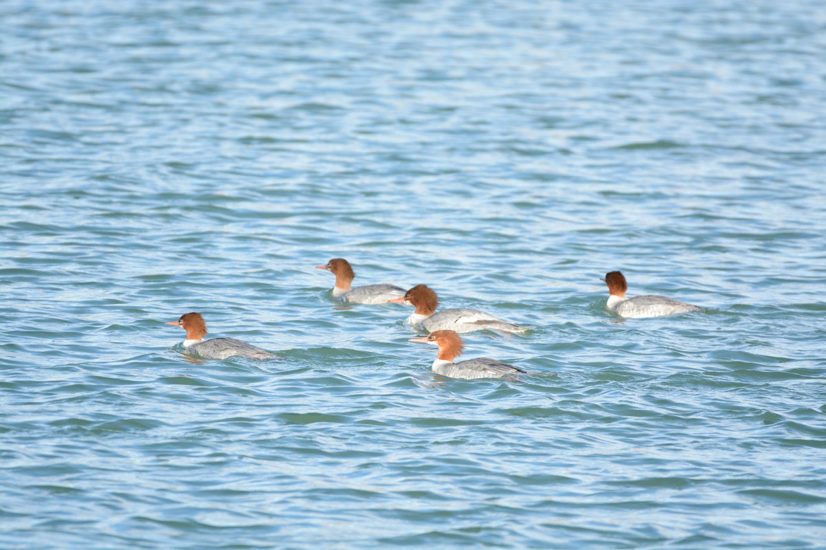 Common Merganser - ML647361405