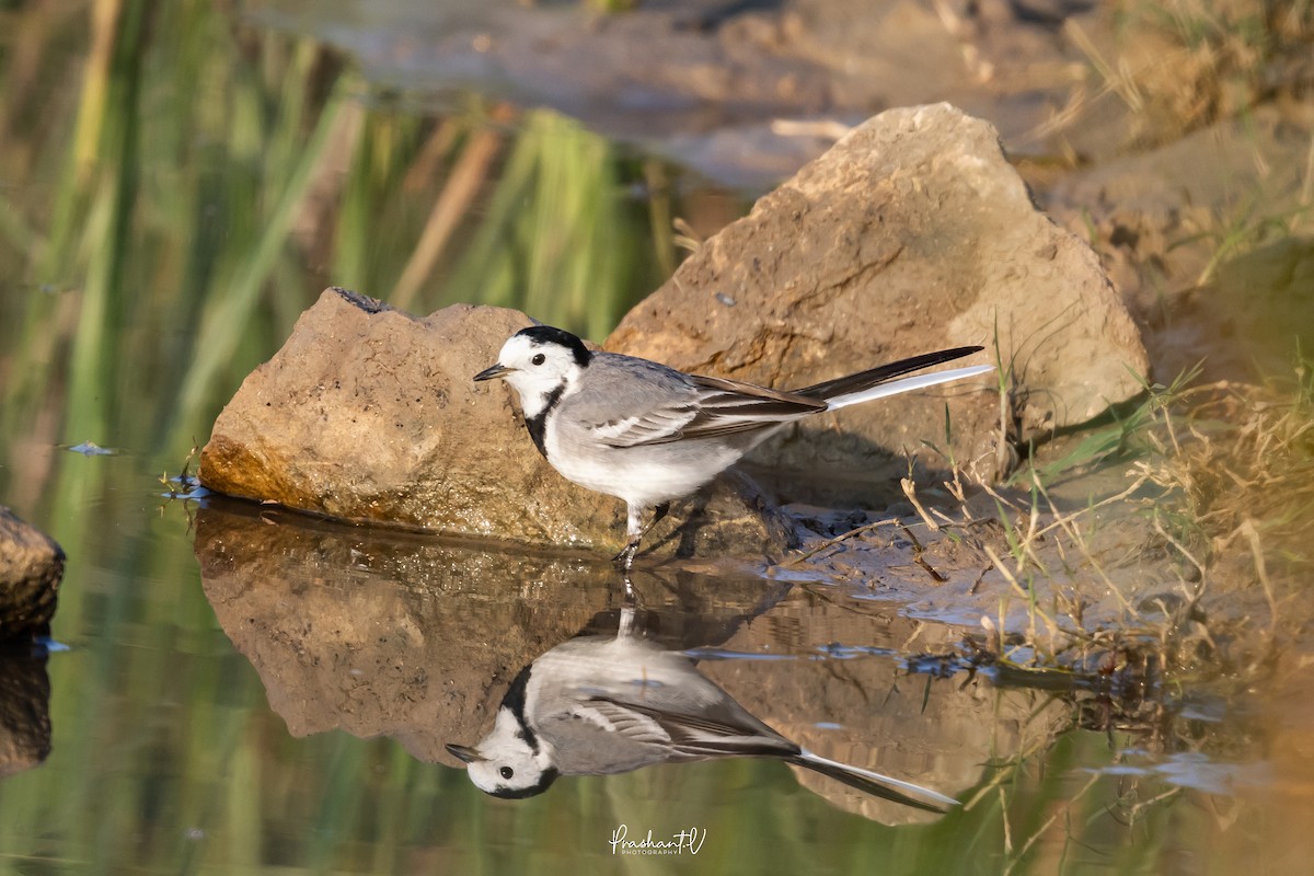 linerle - ML647361410