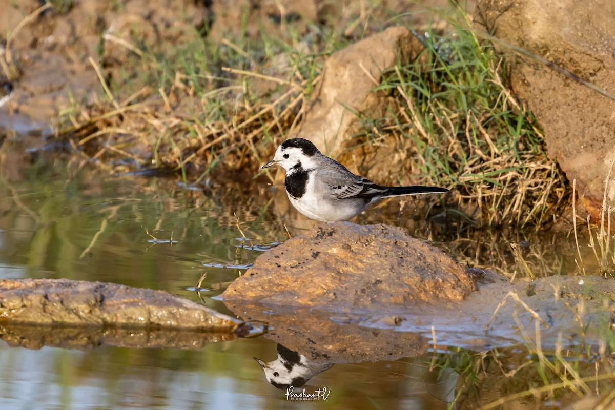 linerle - ML647361411