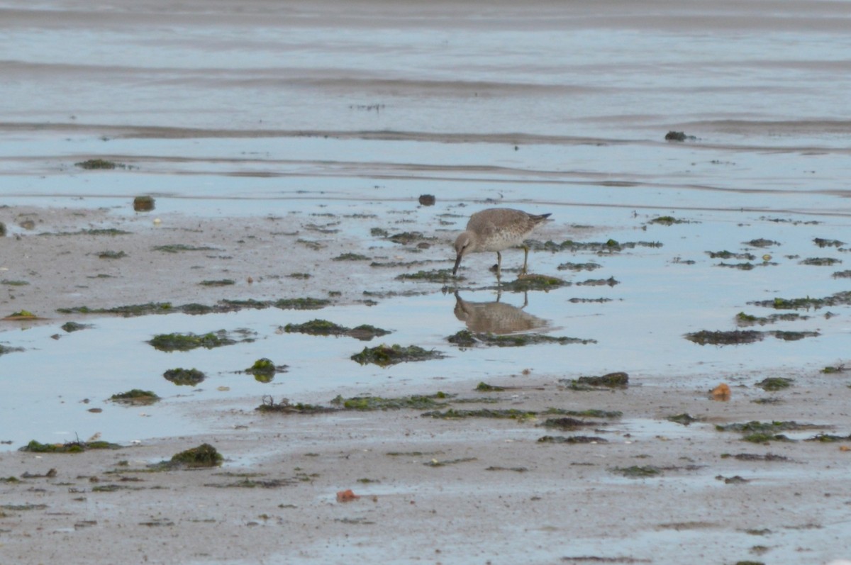 Исландский песочник - ML647361413