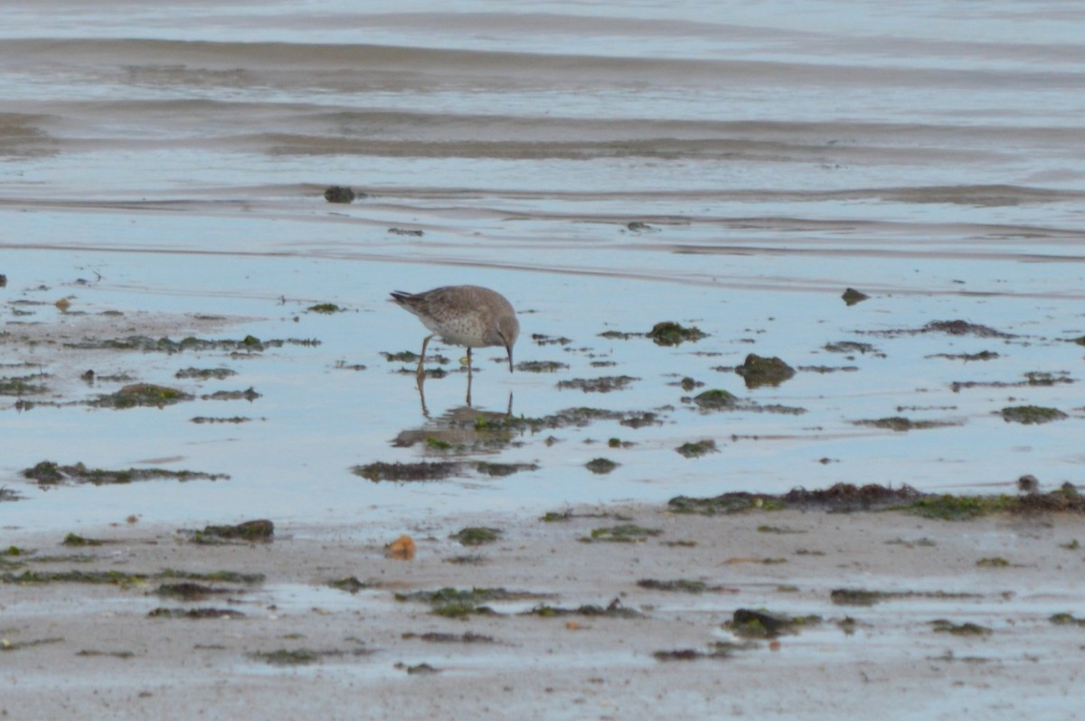 Исландский песочник - ML647361428