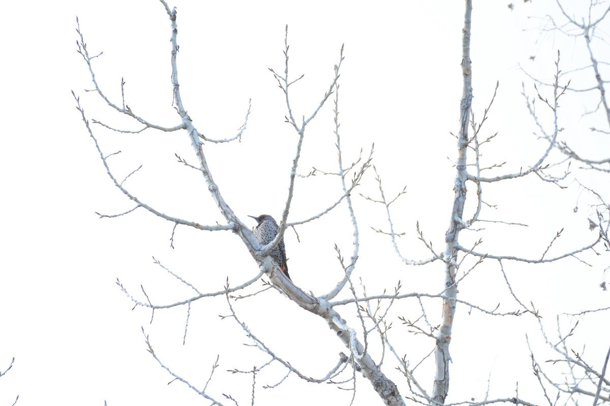 Northern Flicker - ML647361434