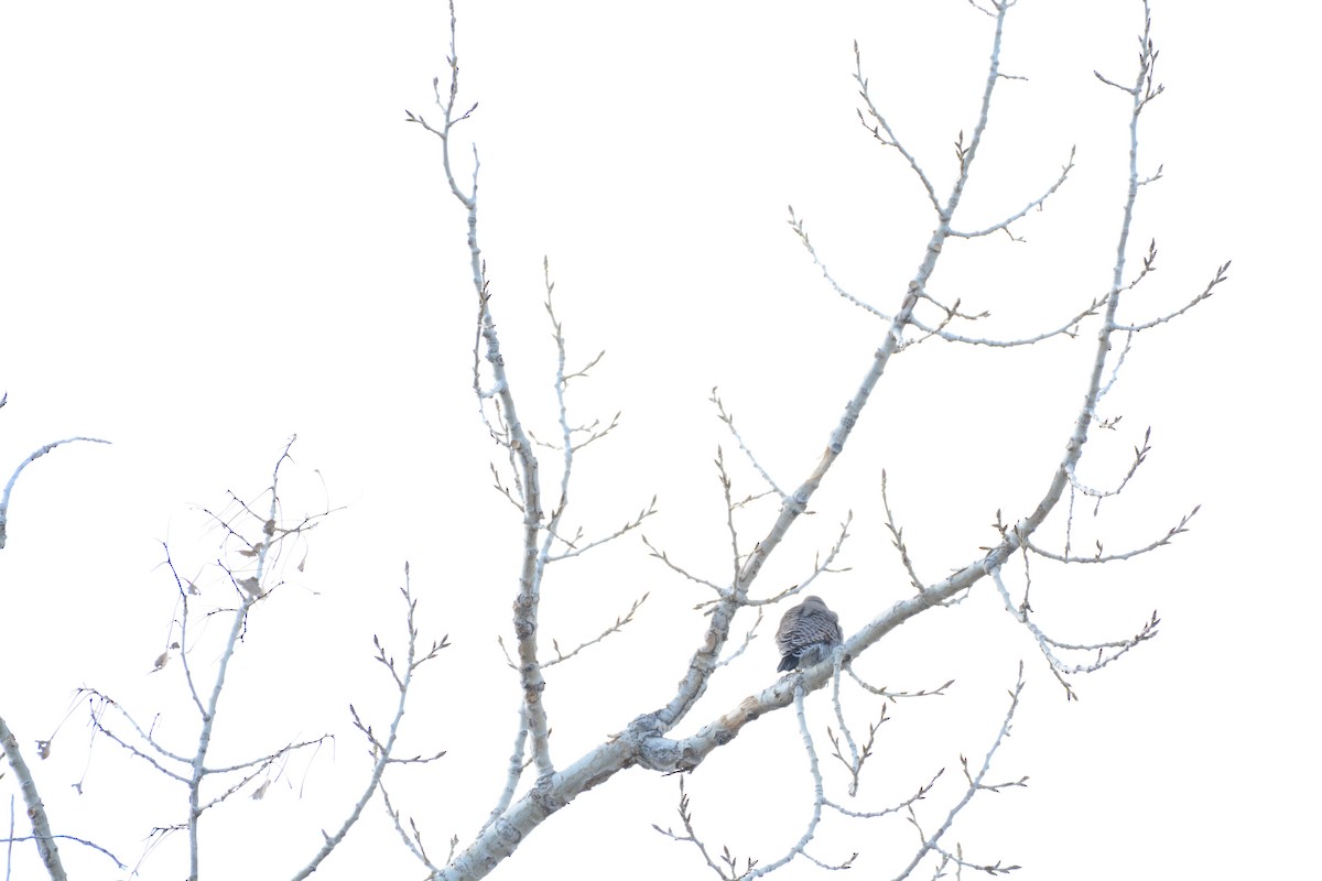 Northern Flicker - ML647361435