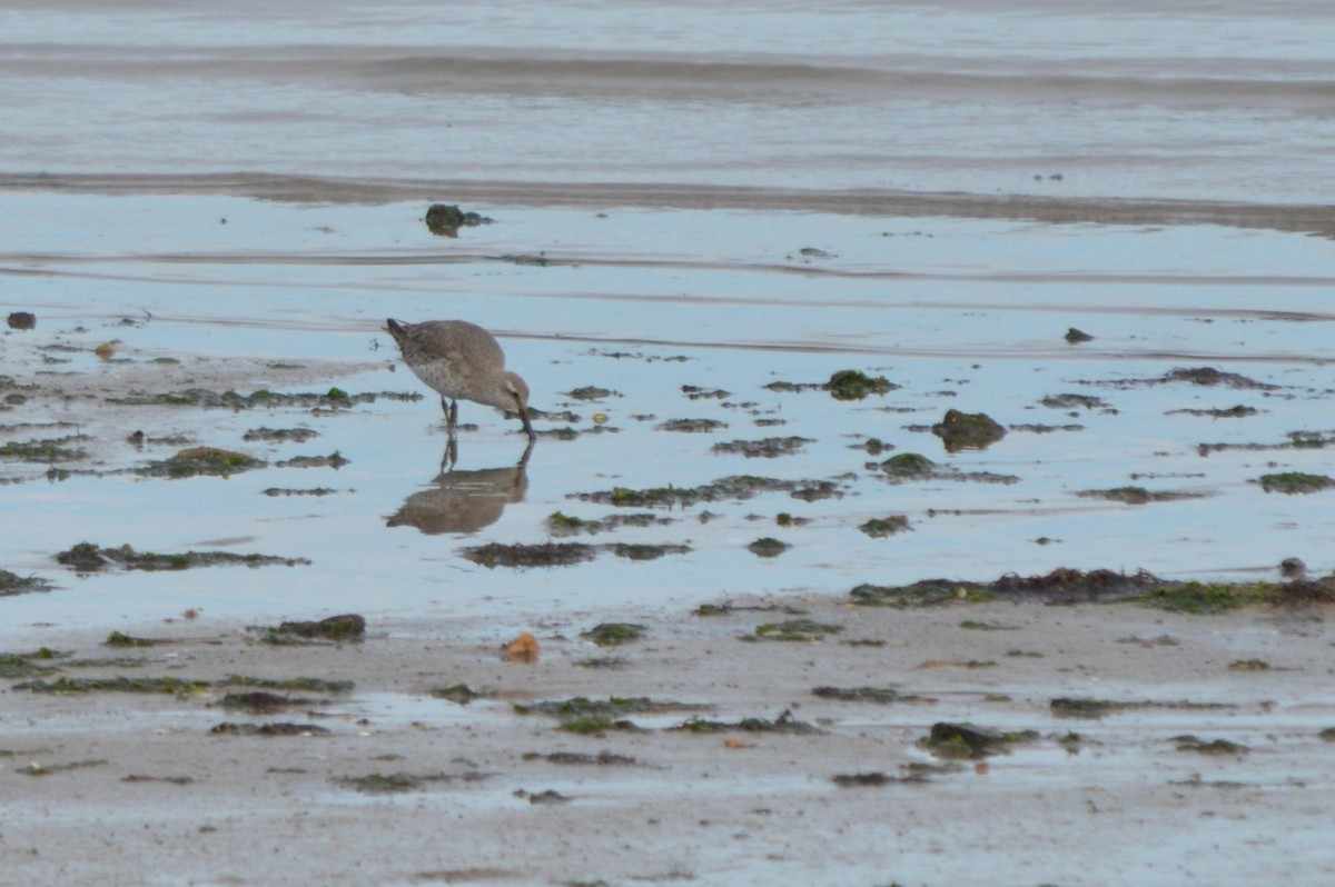 Исландский песочник - ML647361439