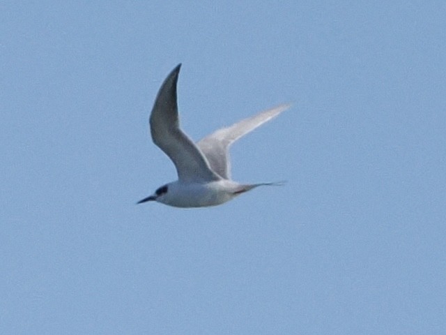 Forster's Tern - ML647361445