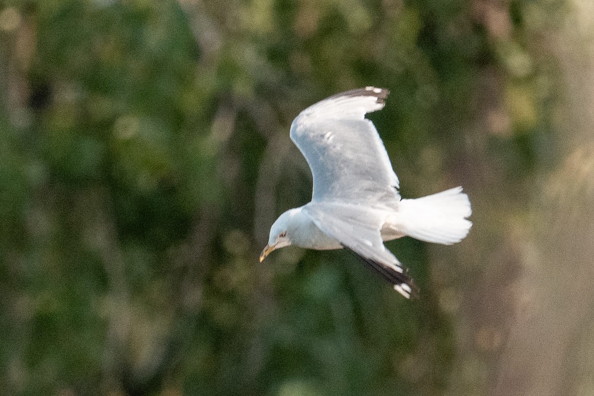 Ring-billed Gull - ML647361446