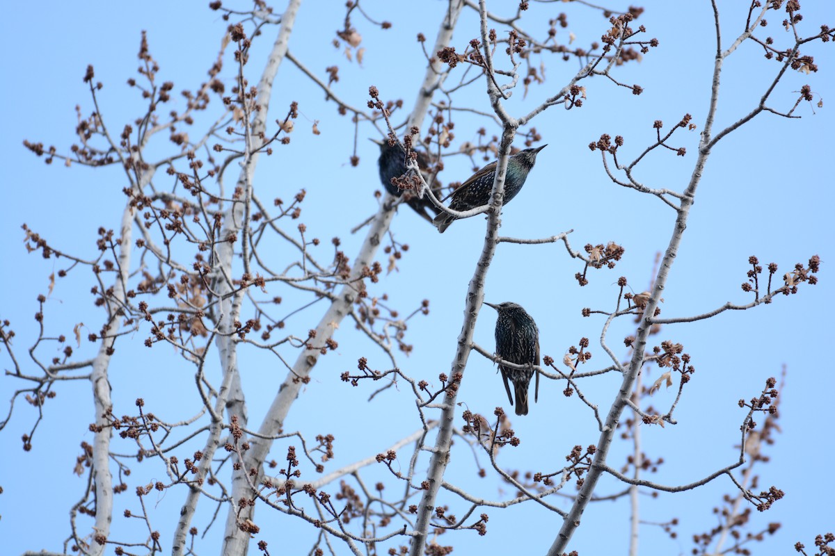 European Starling - ML647361448