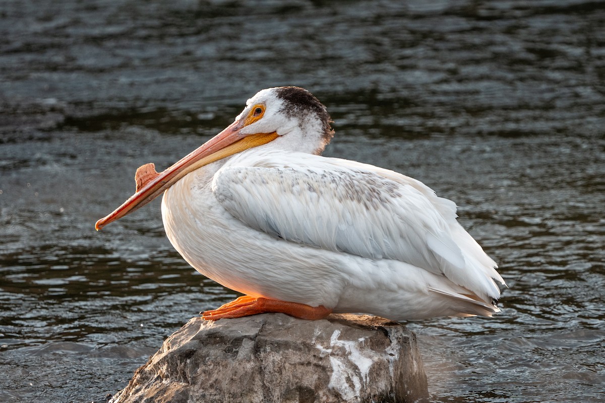 American White Pelican - ML647361453
