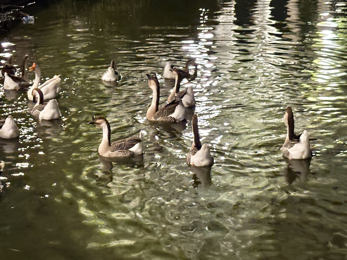 Гуска китайська - ML647361460