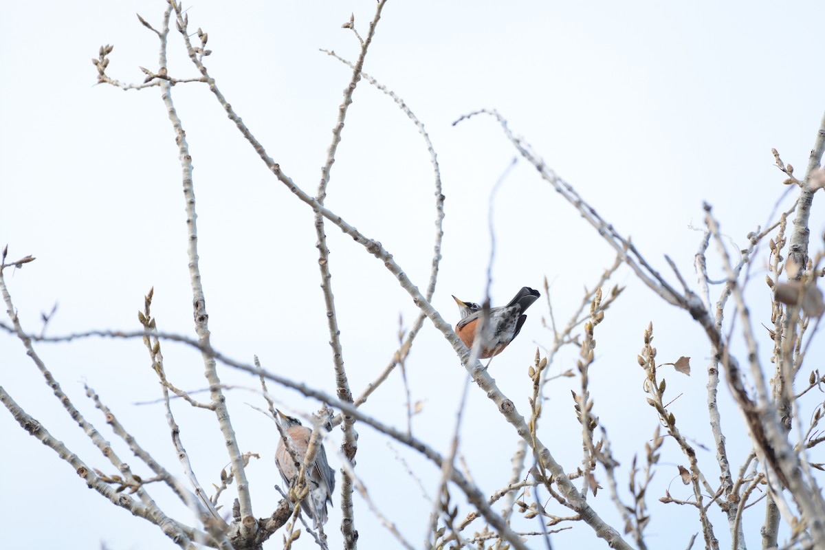 American Robin - ML647361485