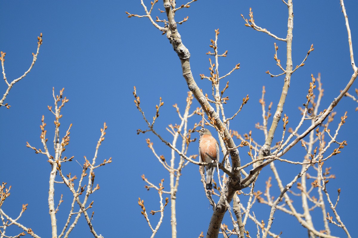 American Robin - ML647361486