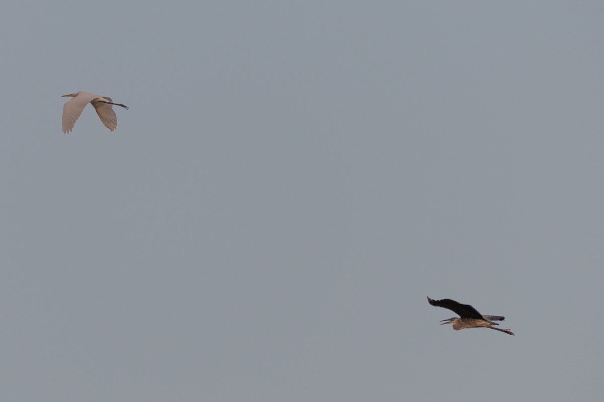 Great Blue Heron - ML647361487