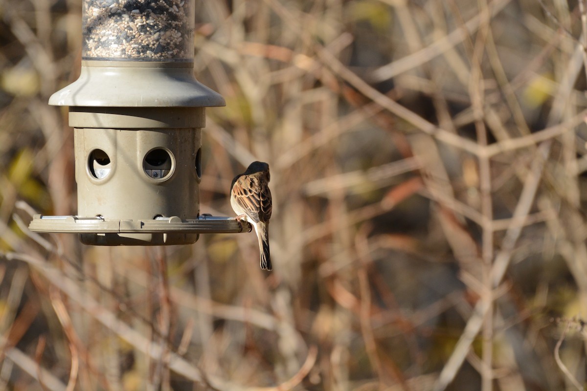 House Sparrow - ML647361496