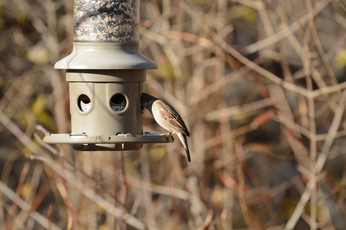 House Sparrow - ML647361497
