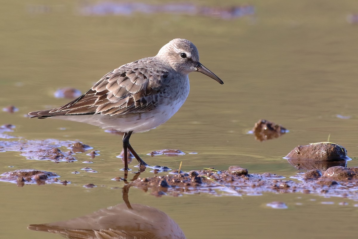 Бонапартов песочник - ML647361516