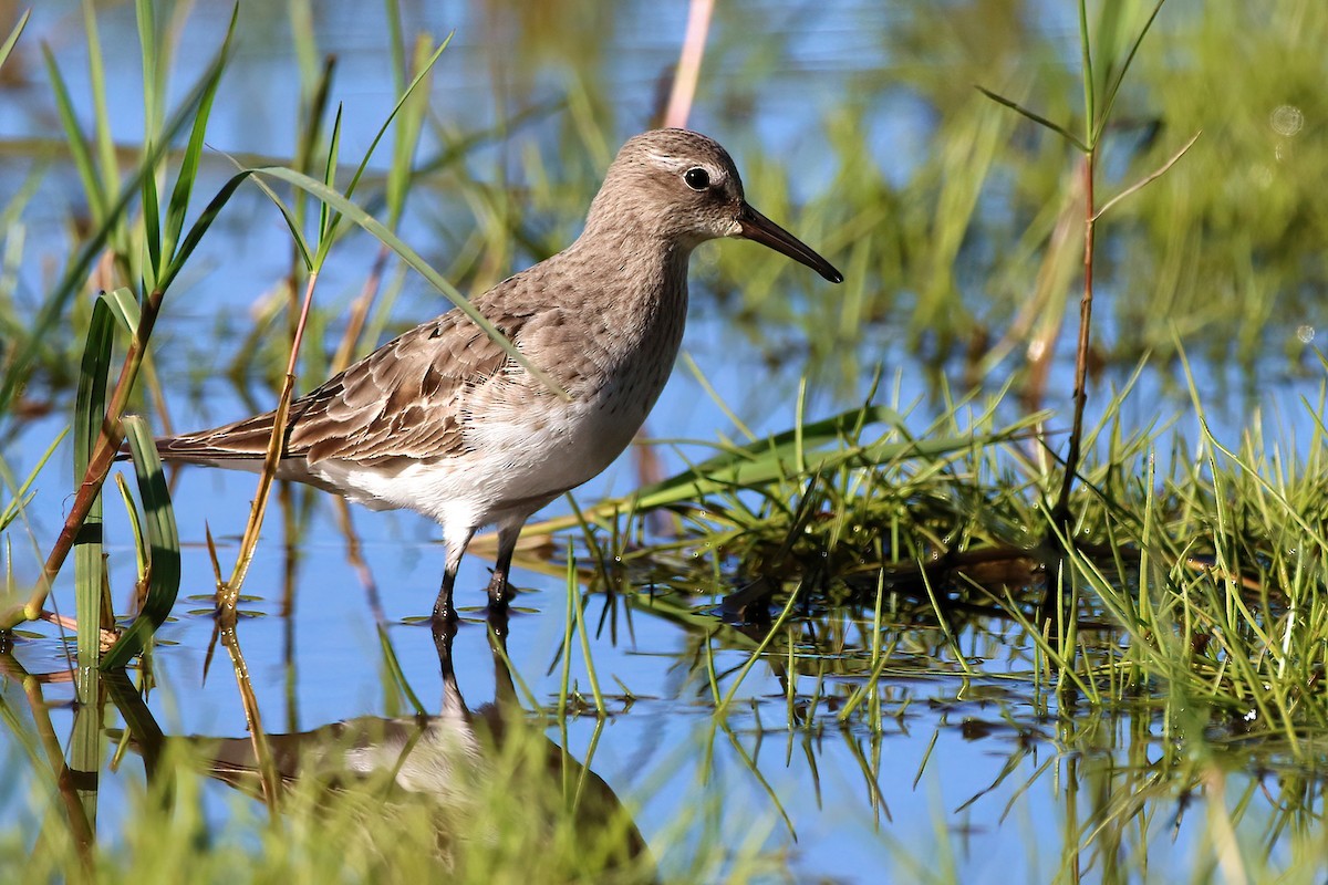 Бонапартов песочник - ML647361517