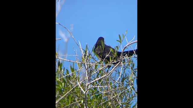 Smooth-billed Ani - ML647361530
