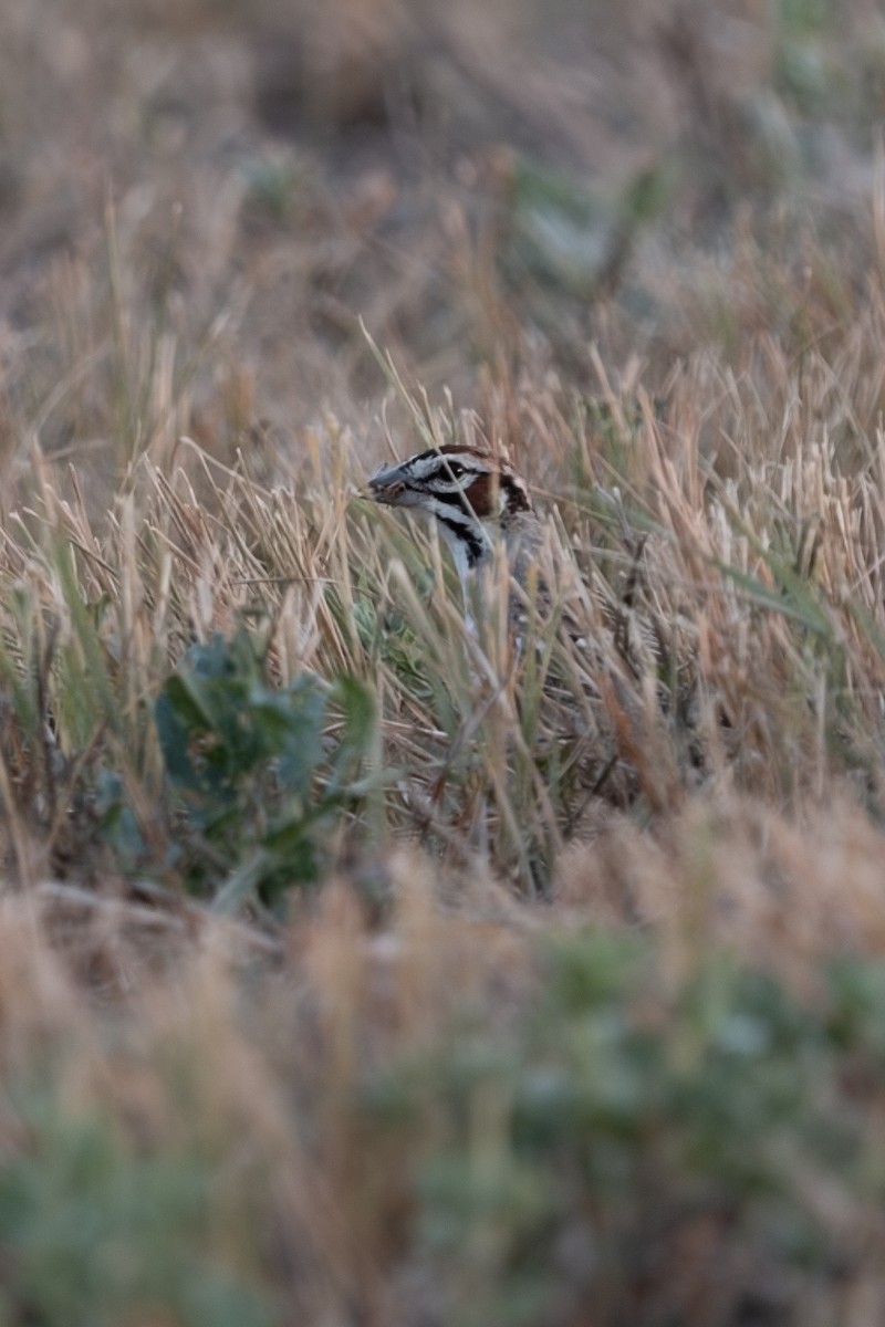 Lark Sparrow - ML647361539