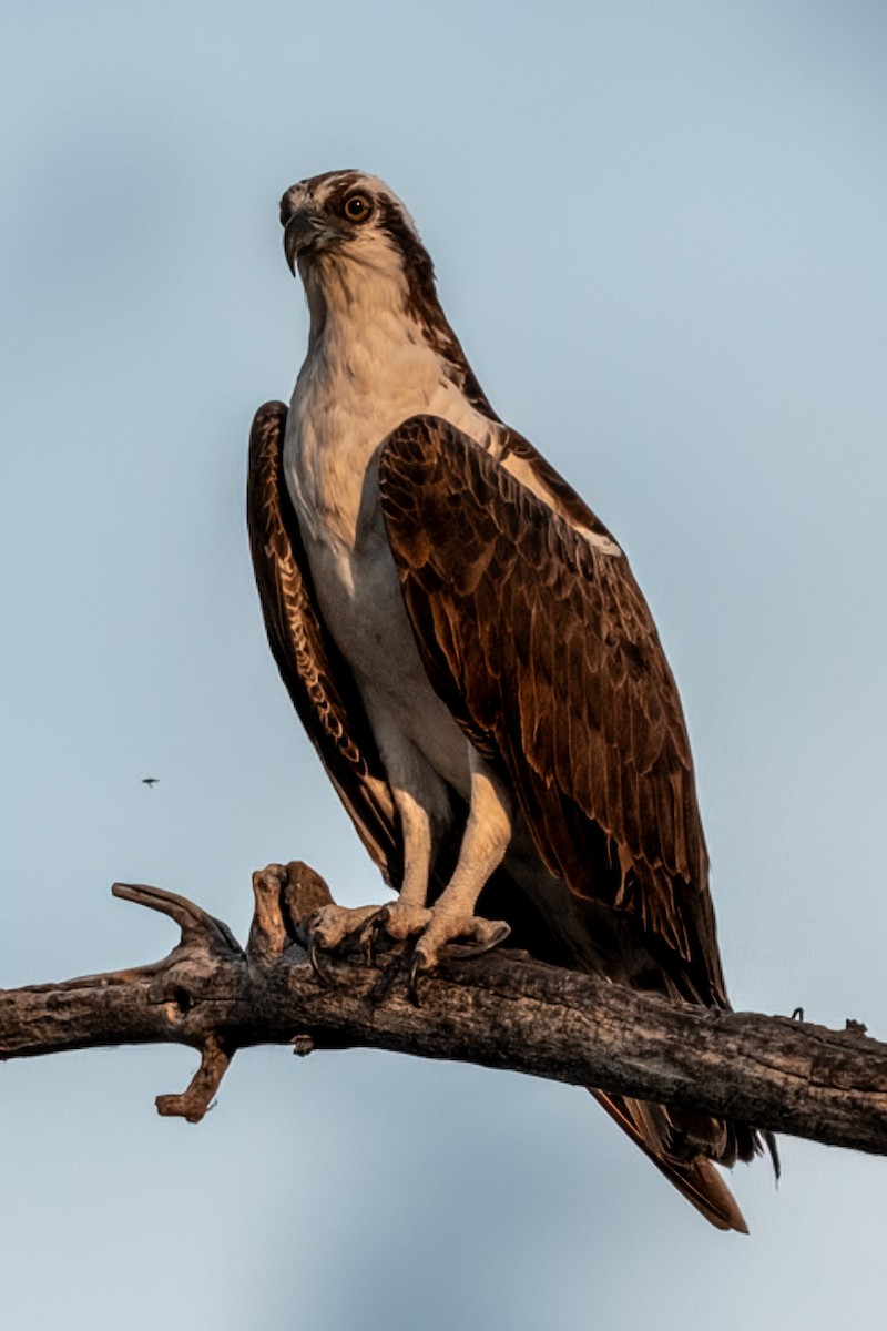 Osprey - ML647361554