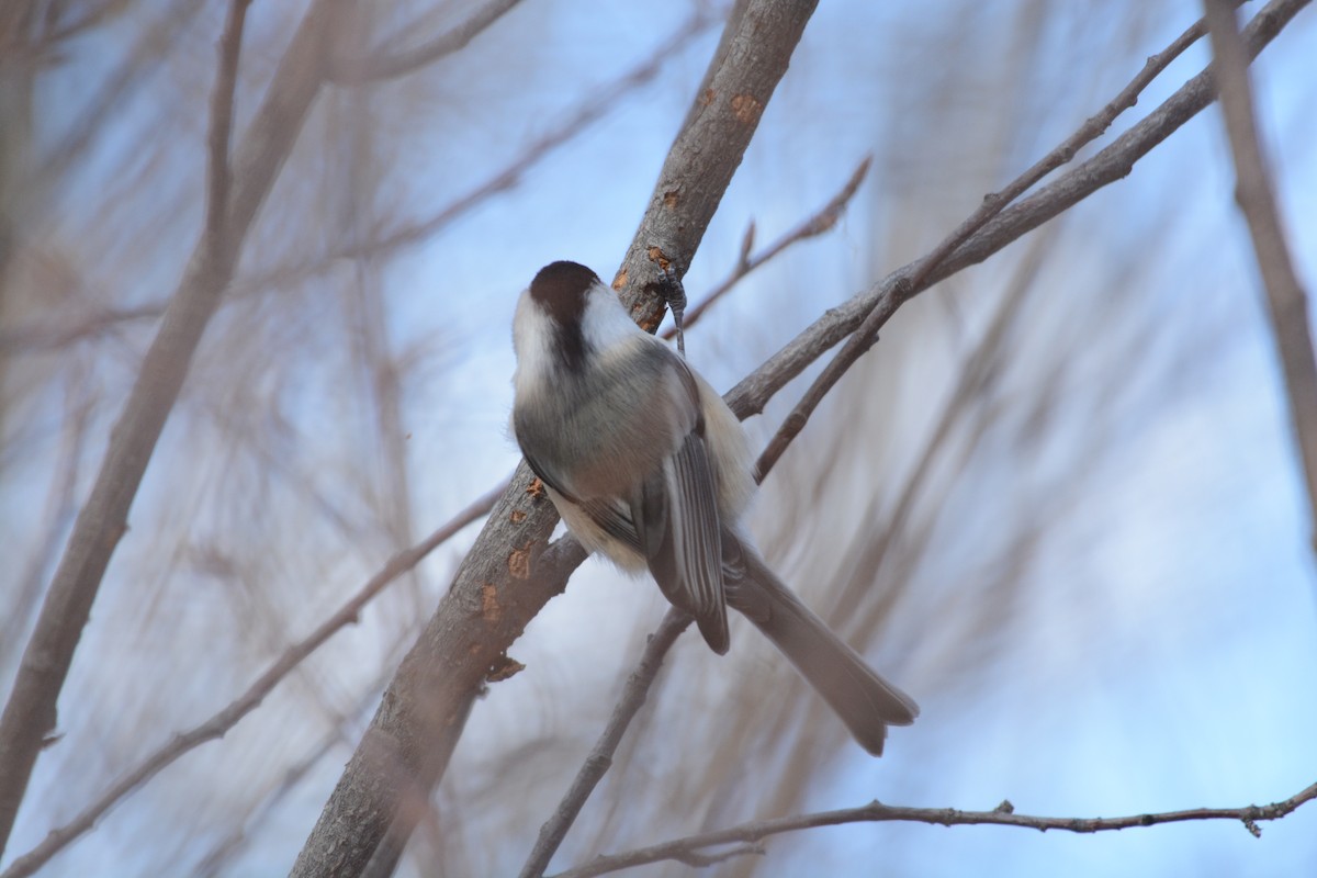 Amerika Baştankarası - ML647361555