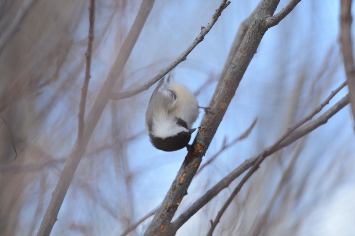 Amerika Baştankarası - ML647361556