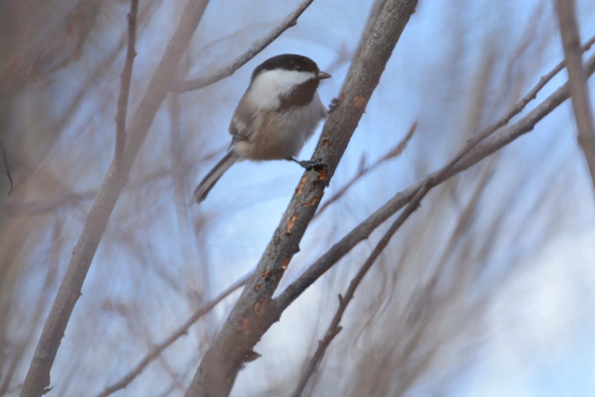 Amerika Baştankarası - ML647361557