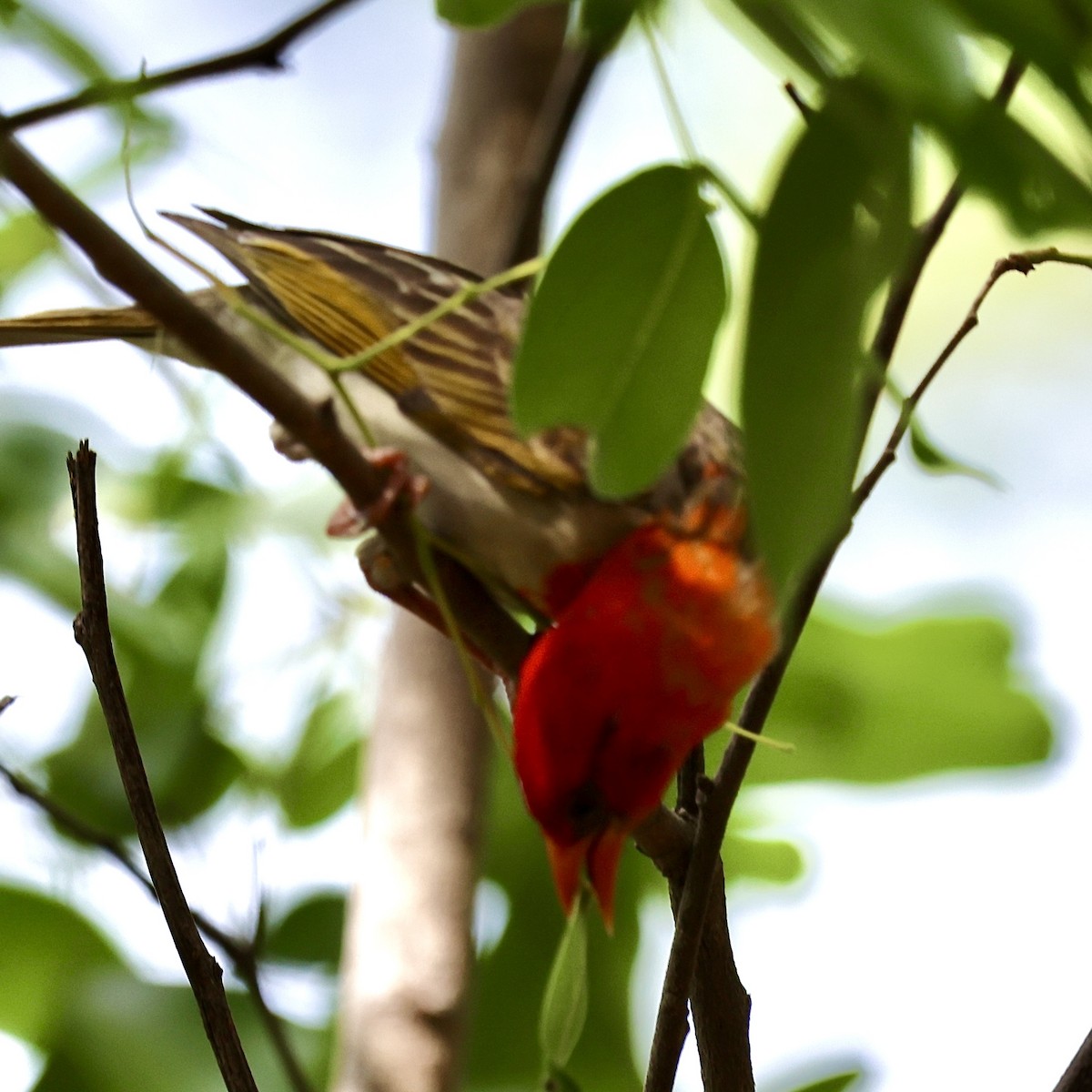 Red-headed Weaver - ML647361558