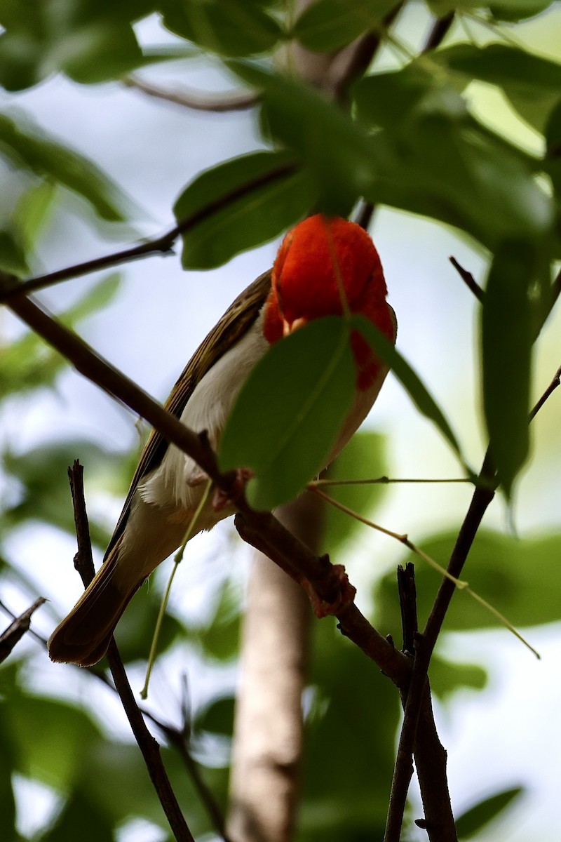 Red-headed Weaver - ML647361559