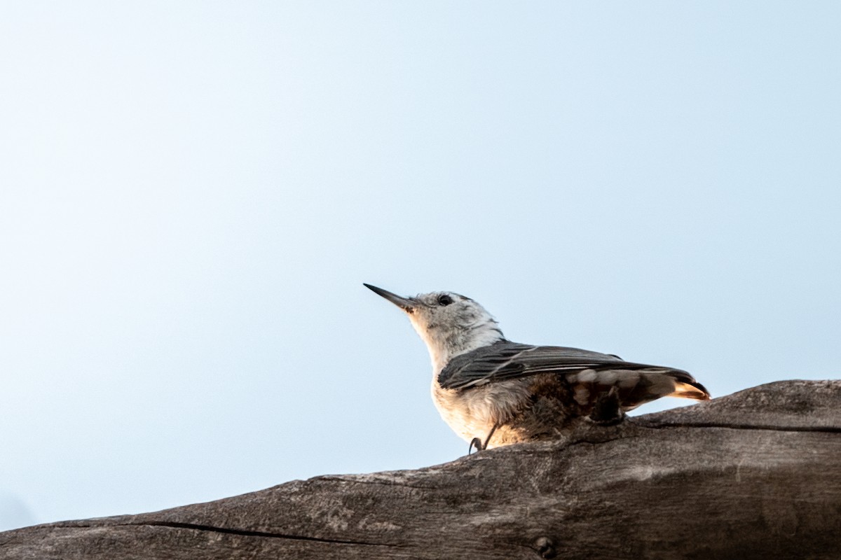 Weißbrustkleiber - ML647361570