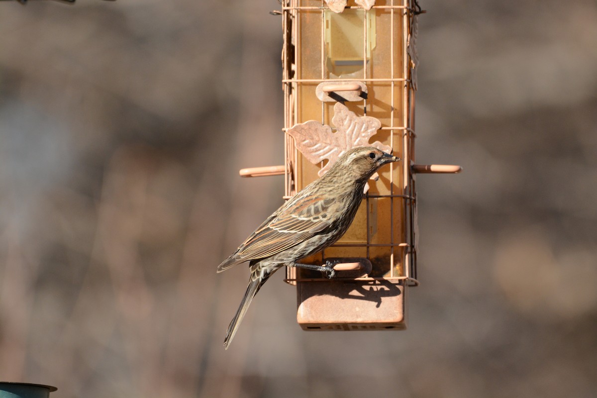 House Finch - ML647361576