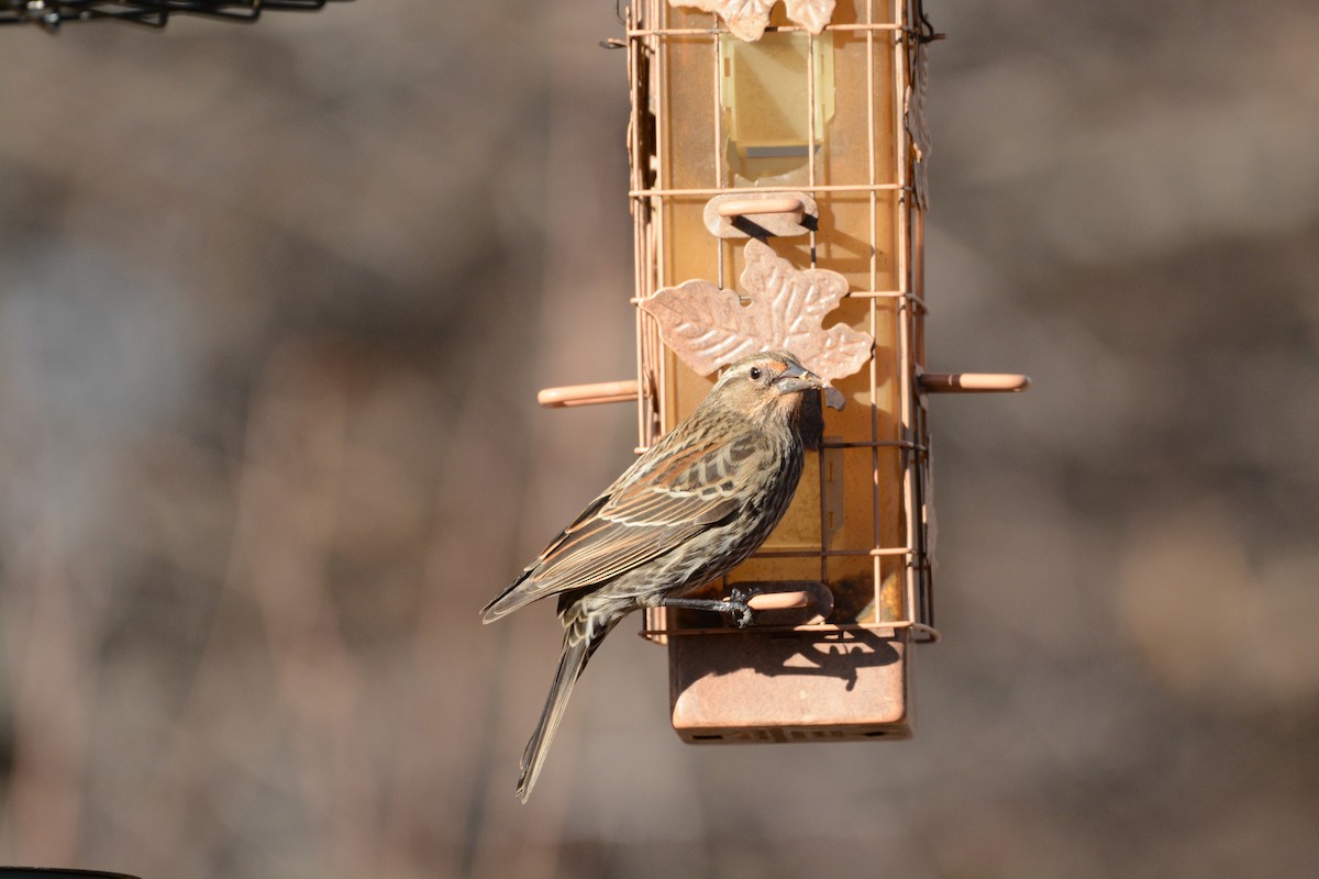 House Finch - ML647361577