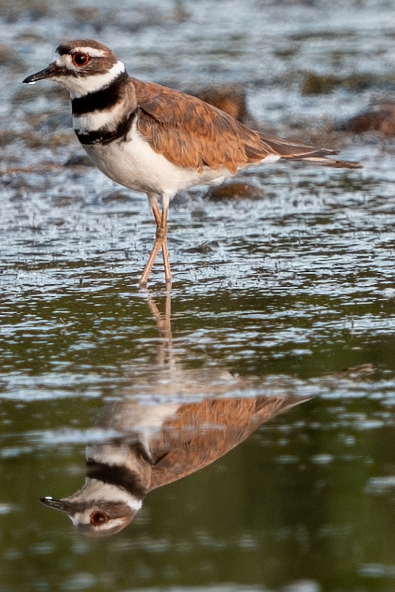 Killdeer - ML647361581