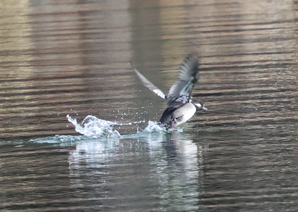 ヒメハジロ - ML647361589