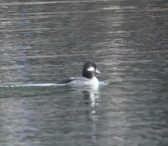 ヒメハジロ - ML647361590