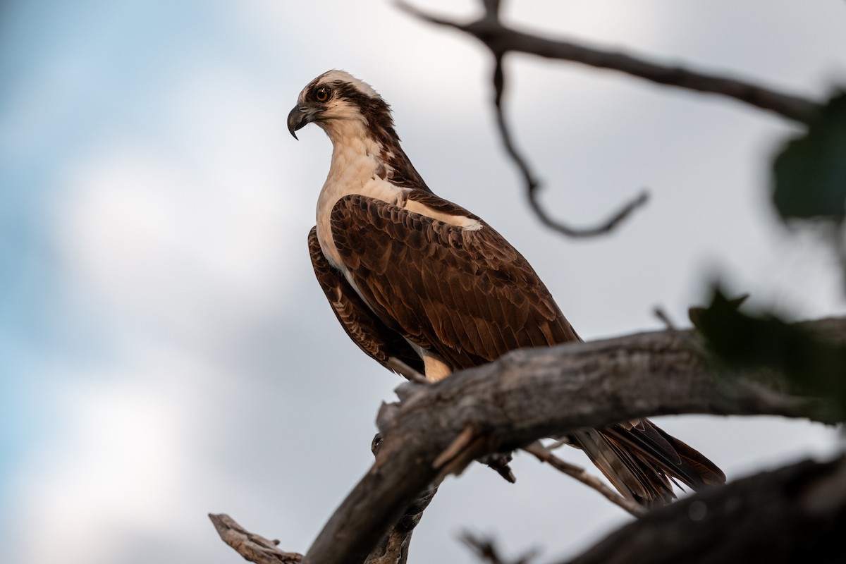 Osprey - ML647361593