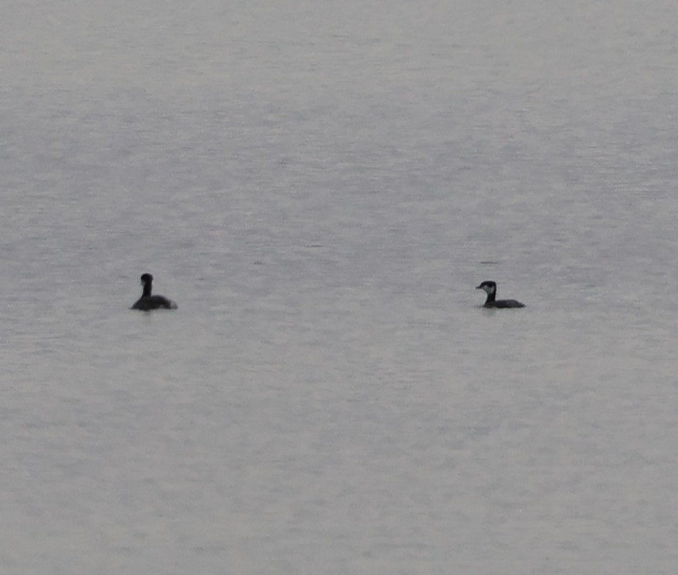 ミミカイツブリ - ML647361597