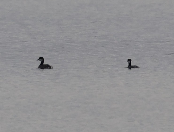 ミミカイツブリ - ML647361598