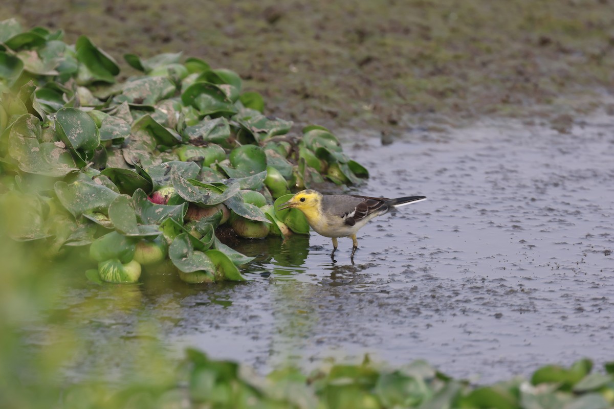 Citrine Wagtail - ML647361599