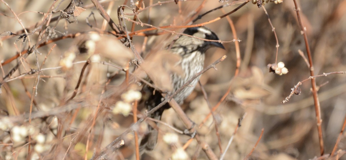 Song Sparrow - ML647361613