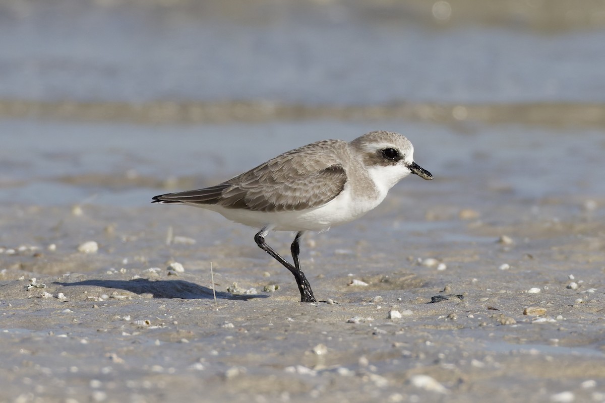 Tibetan Sand-Plover - ML647361615