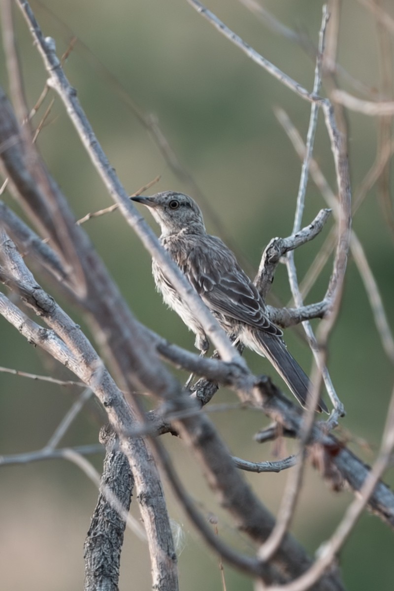 Sage Thrasher - ML647361616