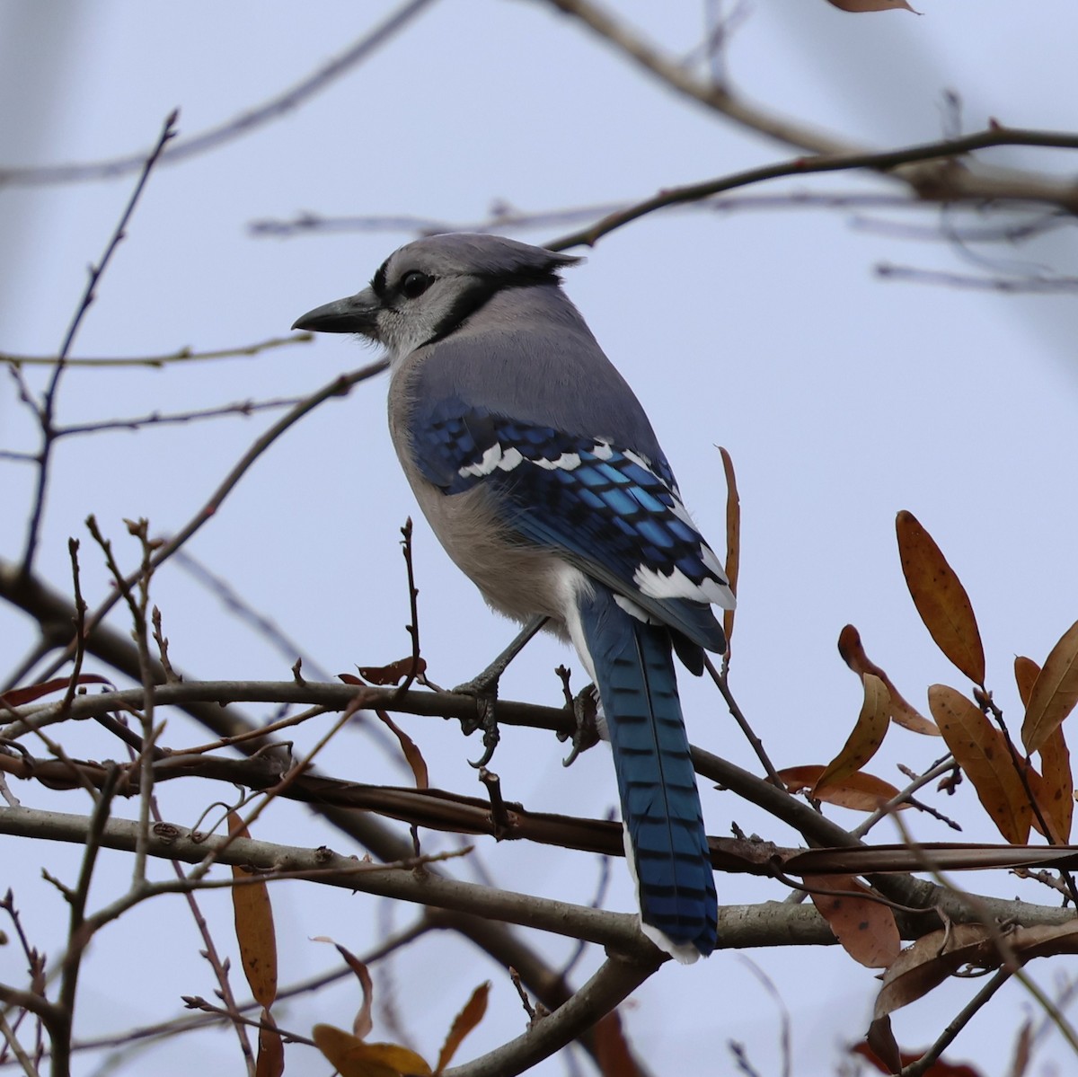 アオカケス - ML647361618