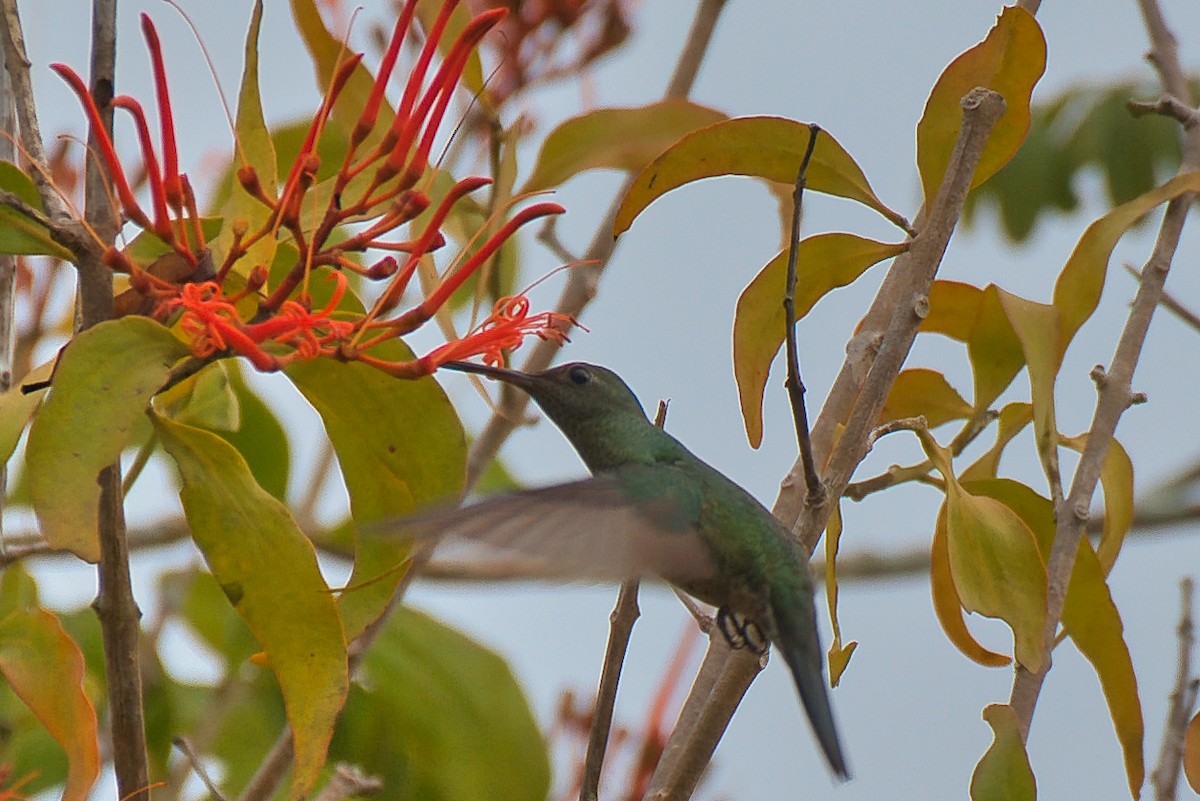 Scaly-breasted Hummingbird - ML647361620