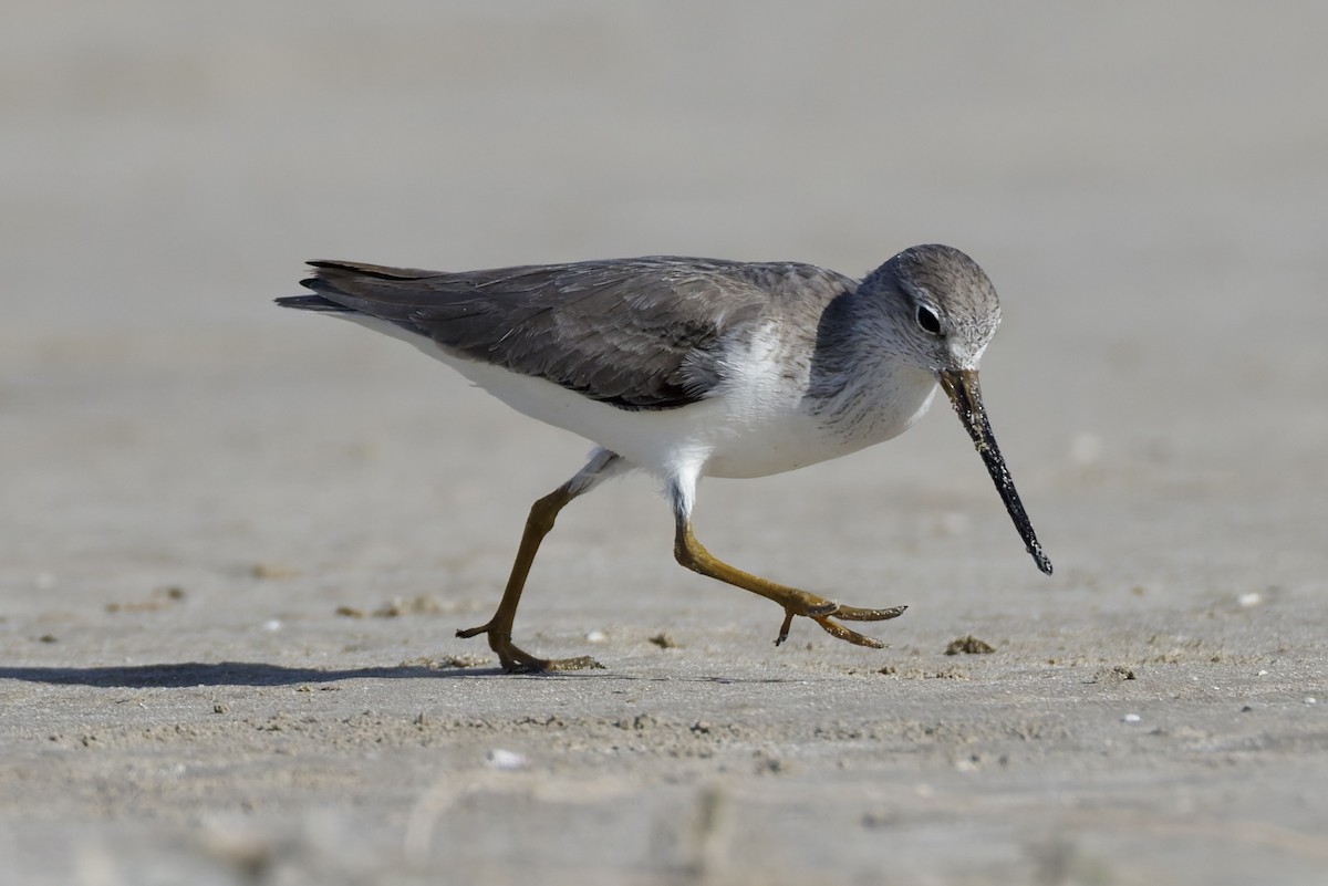 ביצנית אפורה - ML647361621