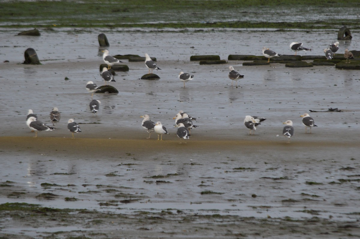 Kara Sırtlı Martı - ML647361624