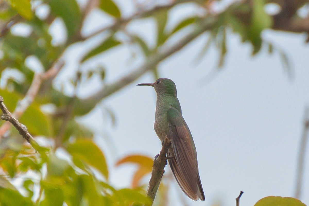 Scaly-breasted Hummingbird - ML647361626