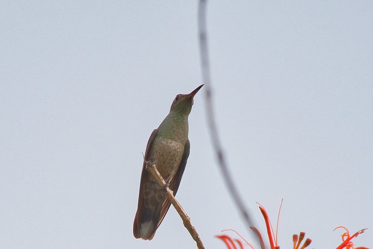 Scaly-breasted Hummingbird - ML647361638