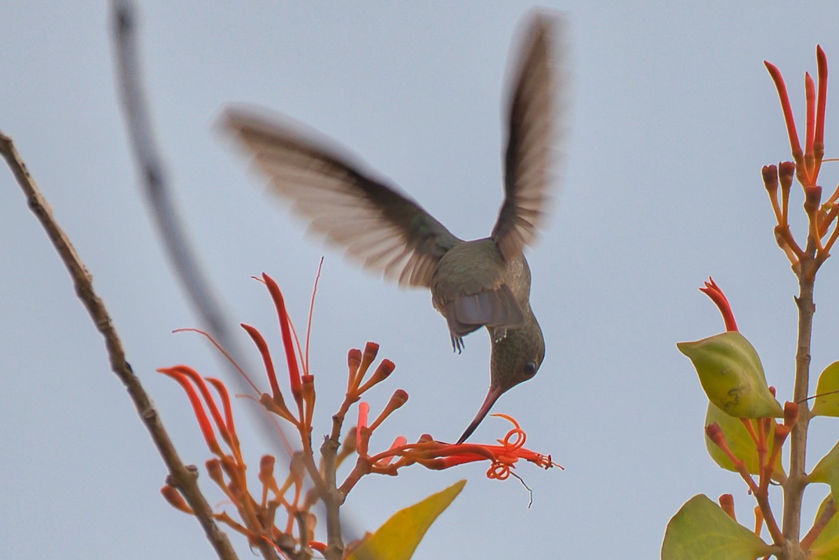 Scaly-breasted Hummingbird - ML647361641