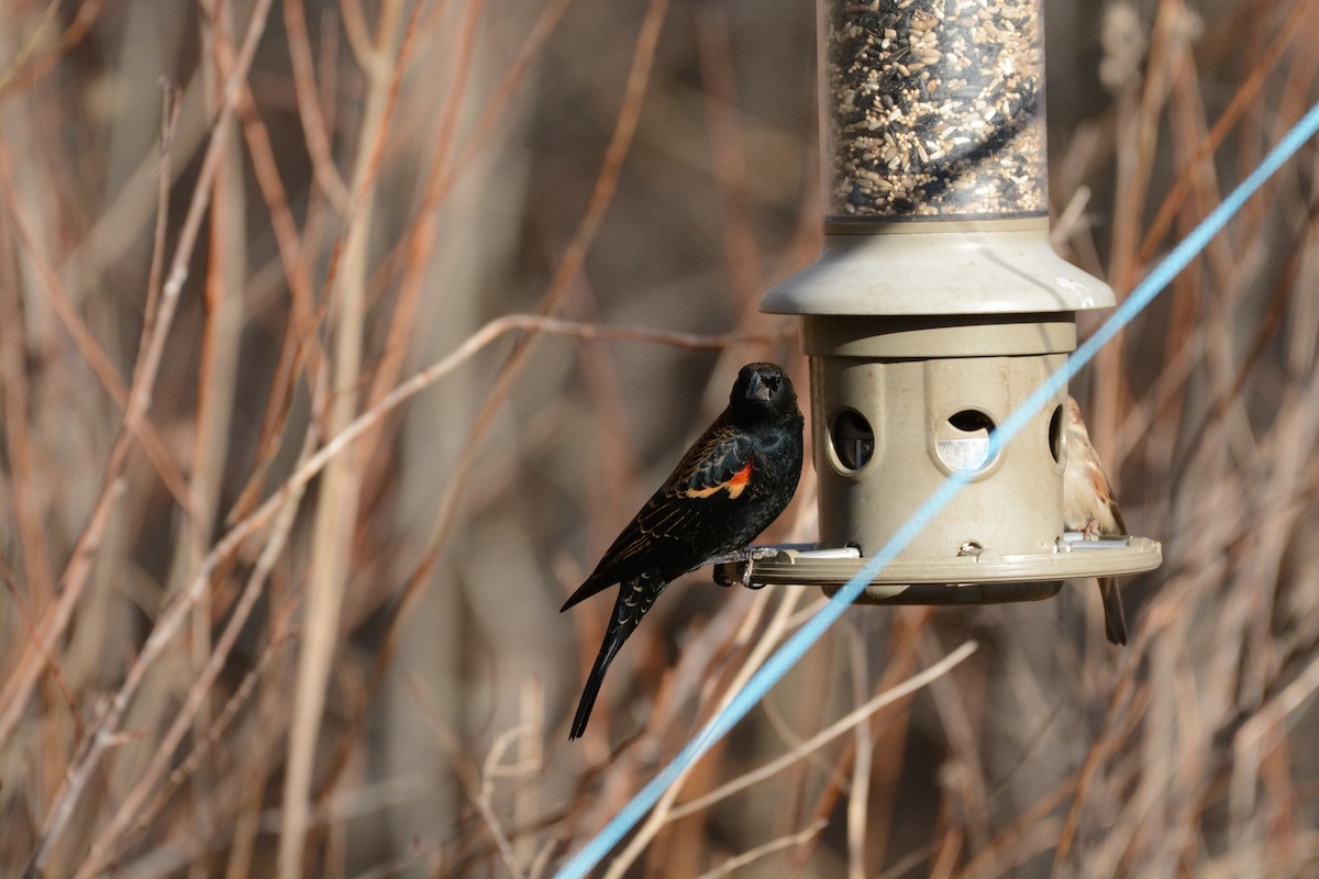 Red-winged Blackbird - ML647361651
