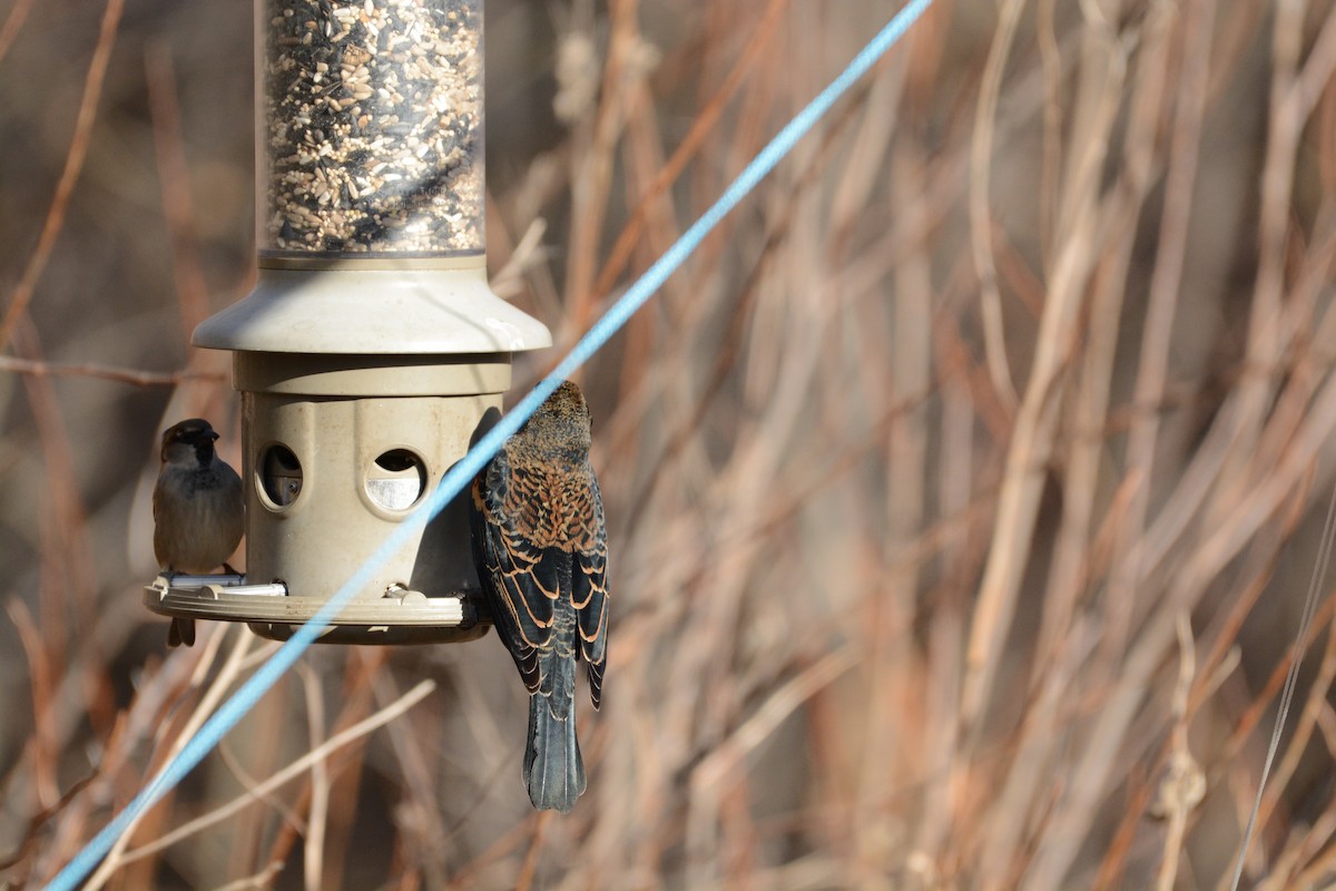 Red-winged Blackbird - ML647361652